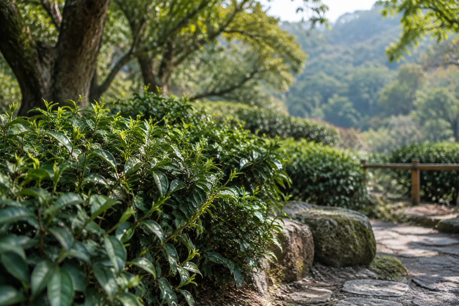 AI-generated realistic travel concept: The Imperial Tea Garden and the Eighteen Bushes: Legend, Not Verified History